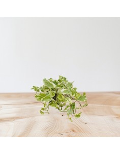 Pianta Epipremnum NJoy-Vaso... 2