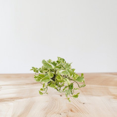 Vendita Pianta Epipremnum NJoy Vaso 12cm-Piante Online | Mondo Piante 2