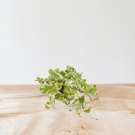 Vendita Pianta Epipremnum NJoy Vaso 12cm-Piante Online | Mondo Piante