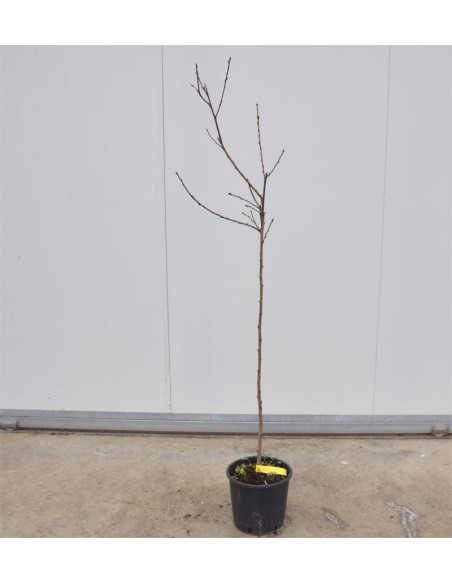 Albero di Pesco Tabacchiera 3 Anni | Mondo Piante