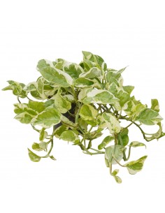 Pianta Epipremnum NJoy-Vaso...