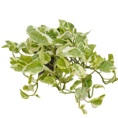 Vendita Pianta Epipremnum NJoy Vaso 12cm-Piante Online | Mondo Piante