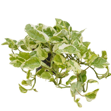 Vendita Pianta Epipremnum NJoy Vaso 12cm-Piante Online | Mondo Piante