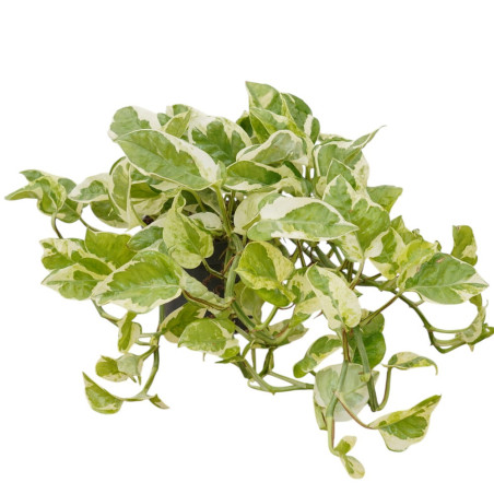 Vendita Pianta Epipremnum NJoy Vaso 12cm-Piante Online | Mondo Piante