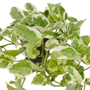 Vendita Pianta Epipremnum NJoy Vaso 12cm-Piante Online | Mondo Piante