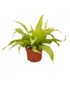 Pianta Asplenium Antiquum...