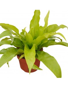 Pianta Asplenium Antiquum... 2