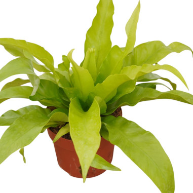 Vendita Pianta Asplenium Antiquum Vaso 12cm-Piante Verdi|Mondo Piante