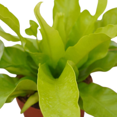 Vendita Pianta Asplenium Antiquum Vaso 12cm-Piante Verdi|Mondo Piante