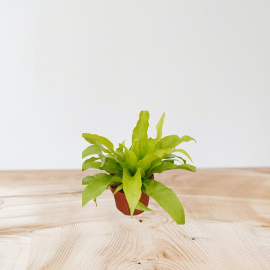 Vendita Pianta Asplenium Antiquum Vaso 12cm-Piante Verdi|Mondo Piante