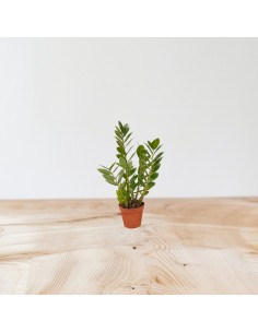 copy of Plant Zamioculcas... 2