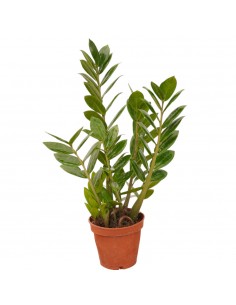 copy of Plant Zamioculcas...