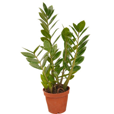 Vendita Pianta Zamioculcas zamiifolia 17cm-Piante Verdi|Mondo Piante