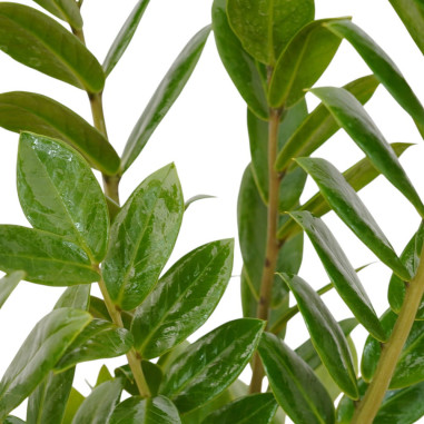 Vendita Pianta Zamioculcas zamiifolia 17cm-Piante Verdi|Mondo Piante