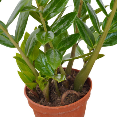 Vendita Pianta Zamioculcas zamiifolia 17cm-Piante Verdi|Mondo Piante