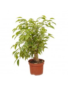 Pianta Ficus benjamina...