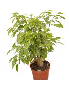 Pianta Ficus benjamina... 2