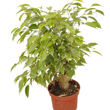 Vendita Ficus benjamina Green Kinky 12-Piante da Cespuglio|Mondo Piante