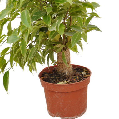 Vendita Ficus benjamina Green Kinky 12-Piante da Cespuglio|Mondo Piante