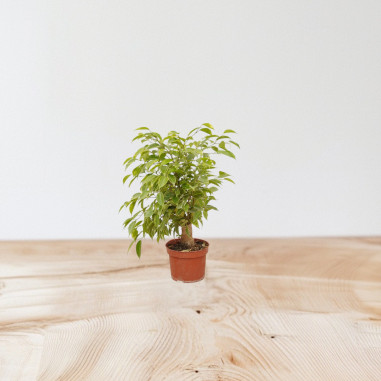 Vendita Ficus benjamina Green Kinky 12-Piante da Cespuglio|Mondo Piante