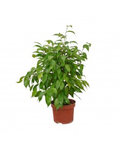copy of Tradescantia Plant