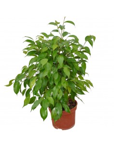 copy of Tradescantia Plant 2
