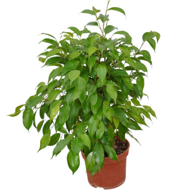 Vendita Pianta Ficus benjamina Juta 12-Piante da Cespuglio|Mondo Piante