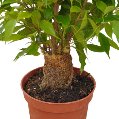 Vendita Pianta Ficus benjamina Juta 12-Piante da Cespuglio|Mondo Piante