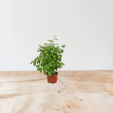 Tradescantia Plant for Sale - Bush Plants Online | Mondo Piante