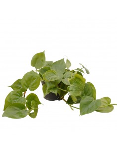 Pianta Philodendron... 2