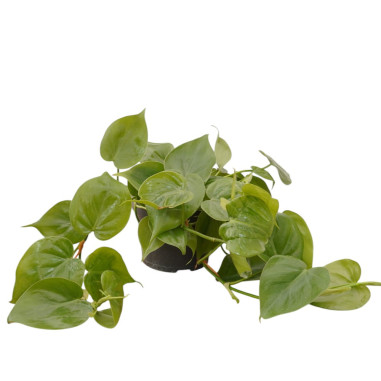copy of Pianta Aeschynanthus marmoratus