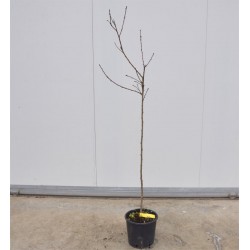 Albero di Pesca Percoca 3 Anni 2