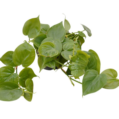 Vendita Philodendron scandens Vaso 12cm-Piante Verdi|Mondo Piante