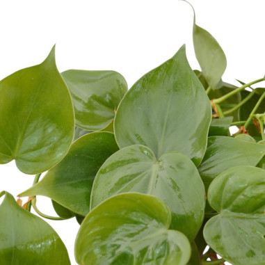 Vendita Philodendron scandens Vaso 12cm-Piante Verdi|Mondo Piante