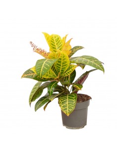 Pianta Codiaeum Vaso 17cm,...