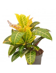 Pianta Codiaeum Vaso 17cm,... 2