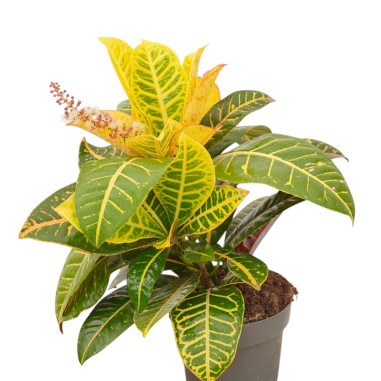 Vendita Pianta Codiaeum Vaso 17cm-Piante Verdi|Mondo Piante