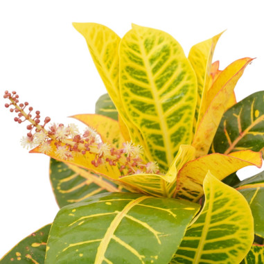 Vendita Pianta Codiaeum Vaso 17cm-Piante Verdi|Mondo Piante