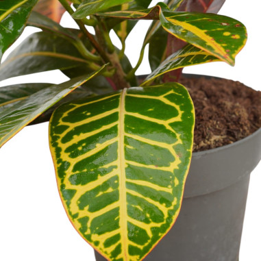 Vendita Pianta Codiaeum Vaso 17cm-Piante Verdi|Mondo Piante