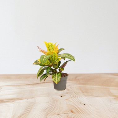 Vendita Pianta Codiaeum Vaso 17cm-Piante Verdi|Mondo Piante