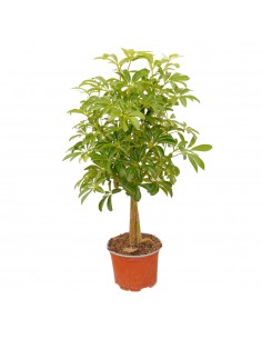 Pianta Schefflera arb....