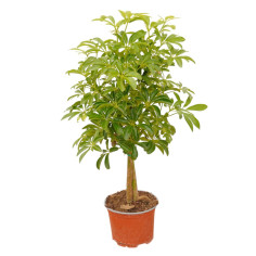 Vendita Pianta Schefflera Luseana Vaso 12cm-Piante Verdi|Mondo Piante