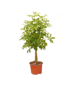 Pianta Schefflera arb.... 2