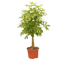 Vendita Pianta Schefflera Luseana Vaso 12cm-Piante Verdi|Mondo Piante 2
