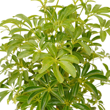 Vendita Pianta Schefflera Luseana Vaso 12cm-Piante Verdi|Mondo Piante