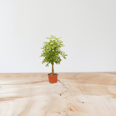 Vendita Pianta Schefflera Luseana Vaso 12cm-Piante Verdi|Mondo Piante