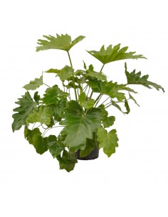 Pianta Philodendron... 2