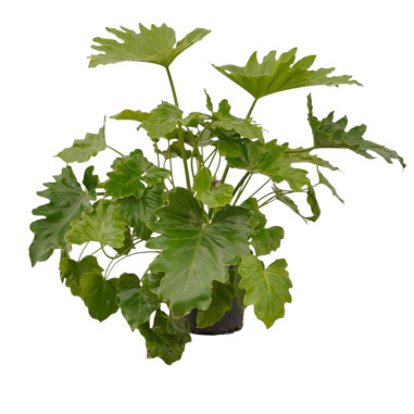 Vendita Philodendron bipinnatifidum Shangri La-Piante Verdi|Mondo Piante
