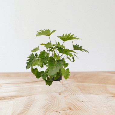 Vendita Philodendron bipinnatifidum Shangri La-Piante Verdi|Mondo Piante