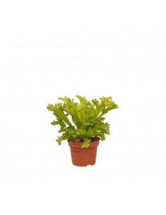 Pianta Asplenium nidus... 2